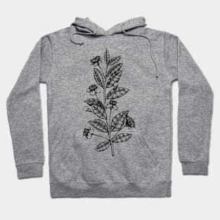 Small Flowers on stem with seed pods Hoodie